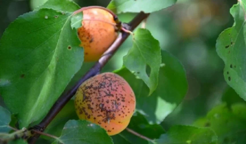 Kayısıda kanser tespiti: Derhal temizleyin!
