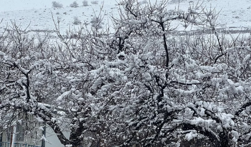 Korkulan oldu! Malatya’da kayısı bahçeleri kar altında kaldı