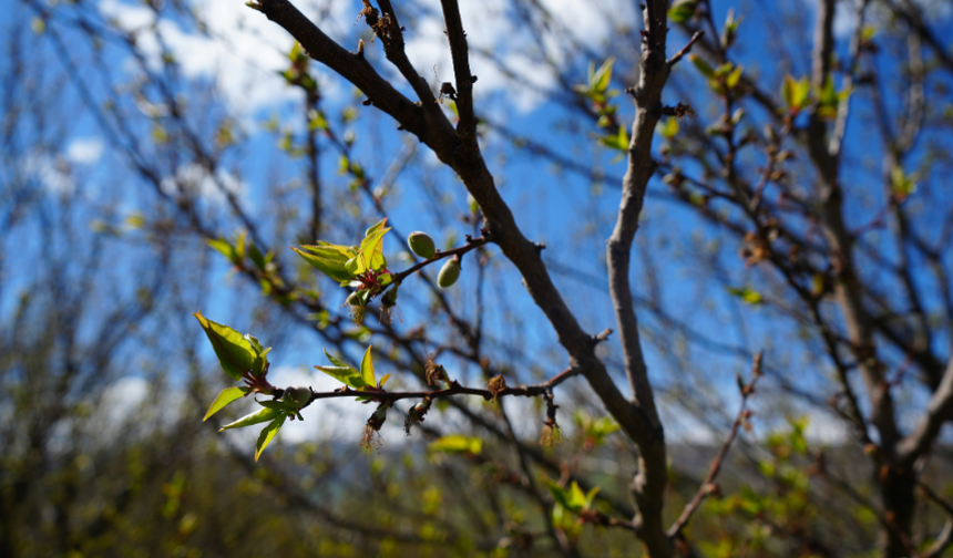 Malatya kayısının sahibi yok, ömür törpüsüne döndü!