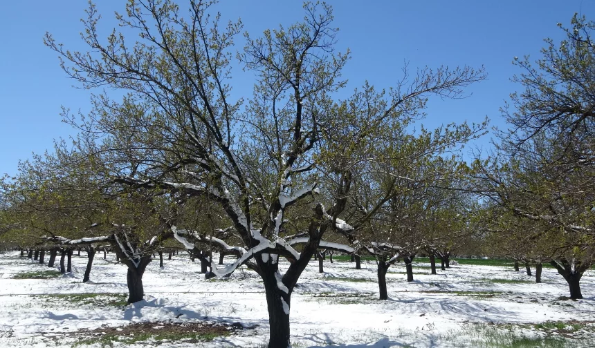Malatya kayısısında zirai don riski