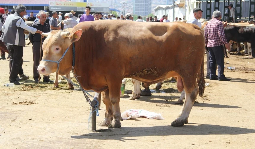 Malatya’da 2026 yılı kurbanlık fiyatları açıklandı