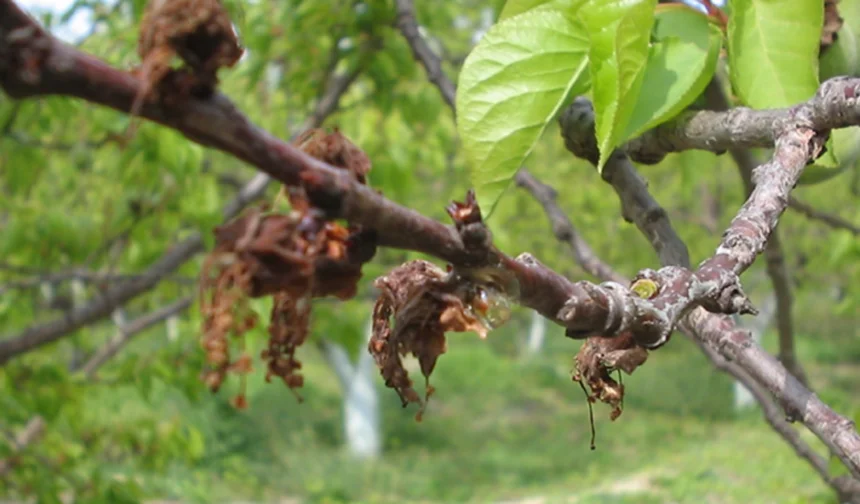 Malatya’nın “altın yumurtlayan” ağaçları alarm veriyor!