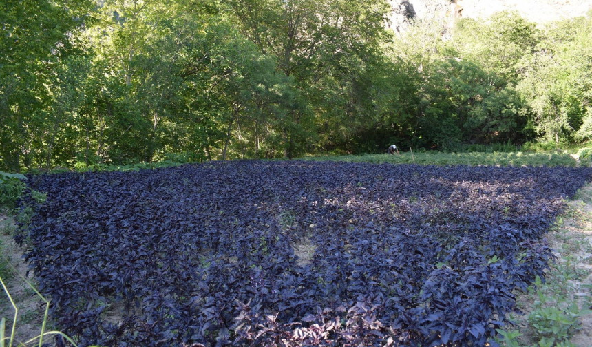 15 yıllık emek sisteme mi takıldı? Mor reyhan çalışmaları neden tıkandı?