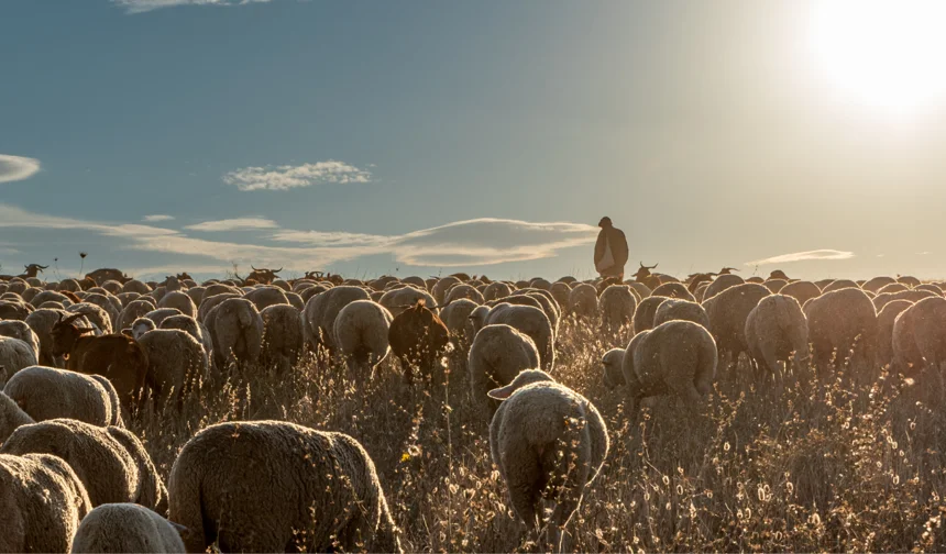 Ne çadır ne baraka! Malatya’da “lüks çobanlık” dönemi
