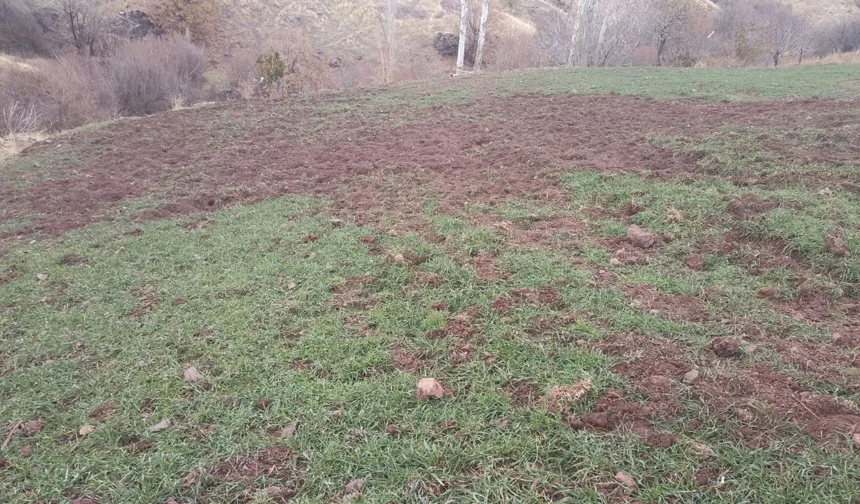 Yaban domuzu istilası Pütürge’de üreticiyi vurdu
