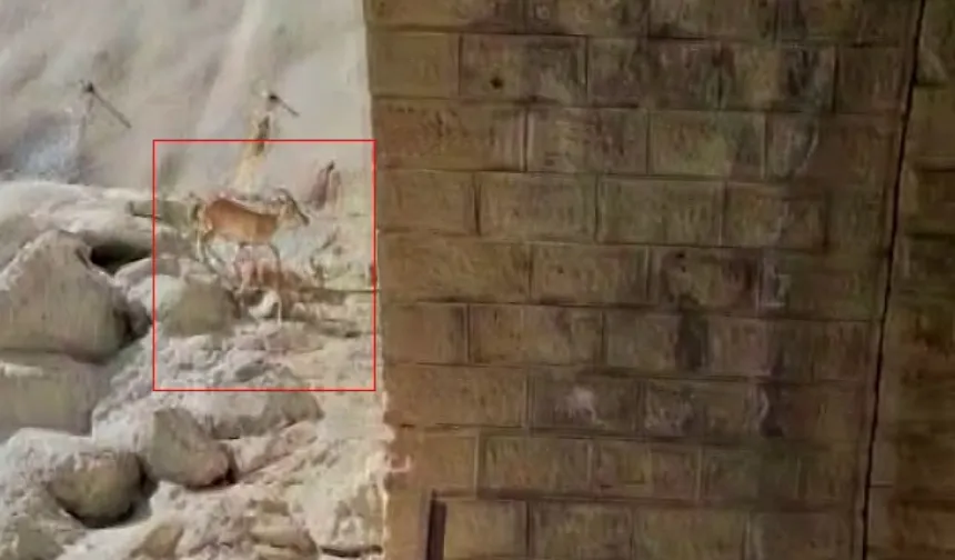 Malatya'da görsel şölen: Avlanması yasak olan dağ keçileri kameralara yakalandı