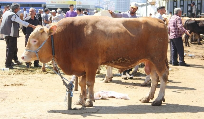Kurban mı, borç mu? Malatyalı vatandaş dertli!