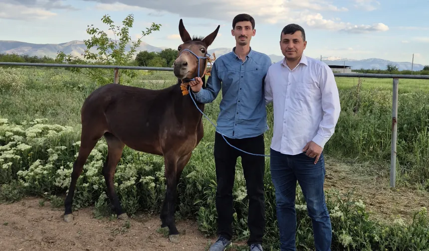 Malatya’da firari katır, korucunun dikkati sayesinde bulundu!