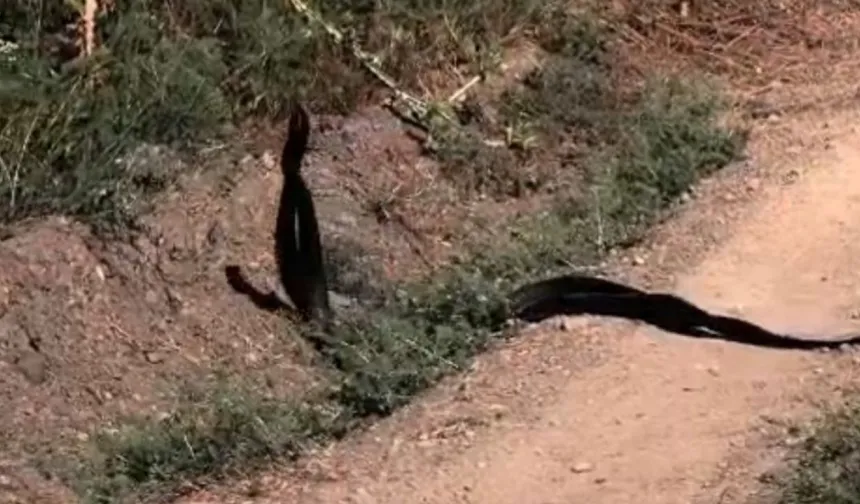 Akçadağ’da yol kenarında sıra dışı görüntü