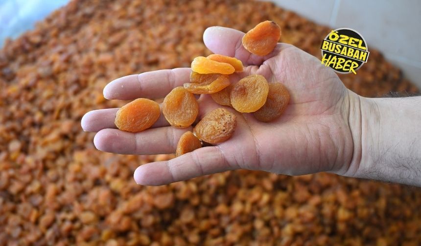 Bu sezon Malatya kayısısında dengeler tamamen değişecek! Fiyatlar ne kadar olacak?