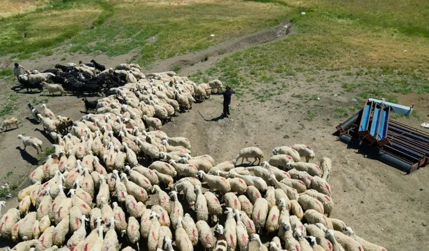 Çoban maaşı 150 bin TL’yi buldu! Malatya’da küçükbaş üreticileri yayla yolunda