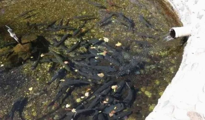 Malatya’da ölen balıklar için tören düzenleyen köyü duydunuz mu?