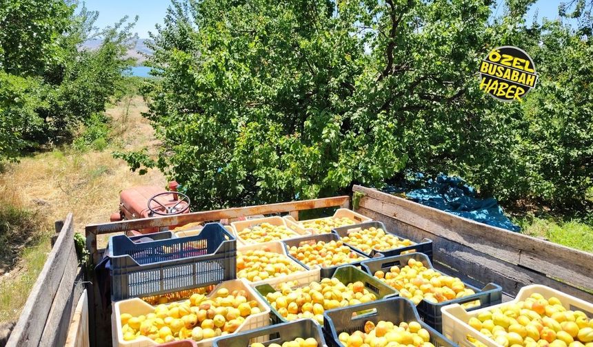 Malatyalıların gözü kulağı burada: Baskil’de kayısı hasadı başladı