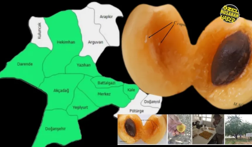Malatya’nın 8 ilçesi iki yıl boyunca gizlice izlendi: Dünyanın gözbebeği kayısıya büyük tehdit!