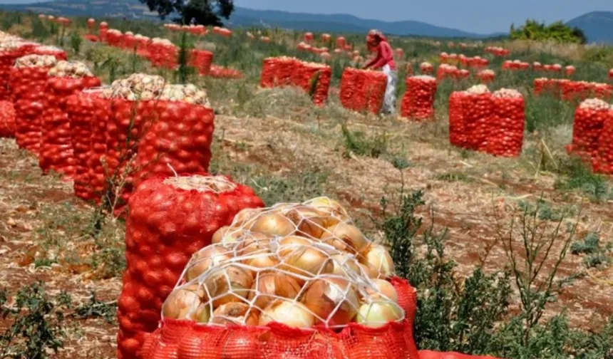 Kuru soğan üreticisinin yüzü yıllar sonra güldü! Tarlada fiyatlar sevindirdi