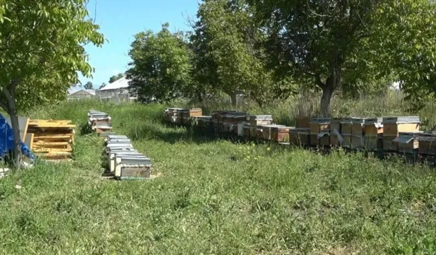 Üç üniversite güçlerini birleştirdi: Arı sütünün kalite sırrı çözüldü!
