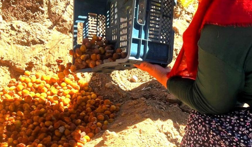 Malatya kayısısında sıkı denetim: İlaç kalıntılı kayısılar imha edildi