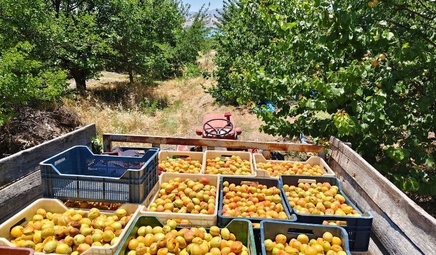 Malatya meyve halinde şok eden fiyat eşitliği! Malatya kayısısı nasıl olur da Iğdır kayısısı ile aynı fiyata satılır?