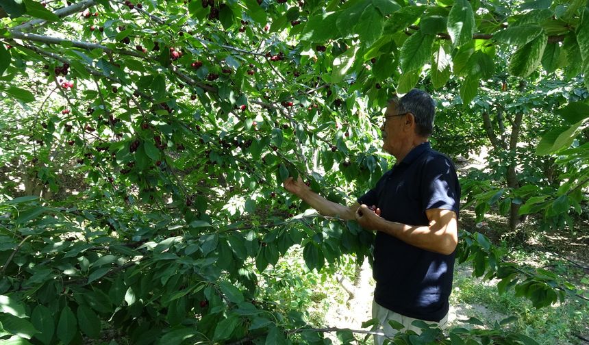 Malatya'da dalbastı kirazı hasadında sona yaklaşıldı: Bu yıl ürün bol, verim yüksek