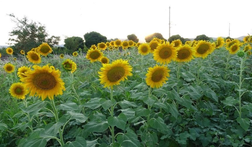 Malatya'da sulama barajı açıldı, üretici yeni "Siyah Altın"ına kavuştu