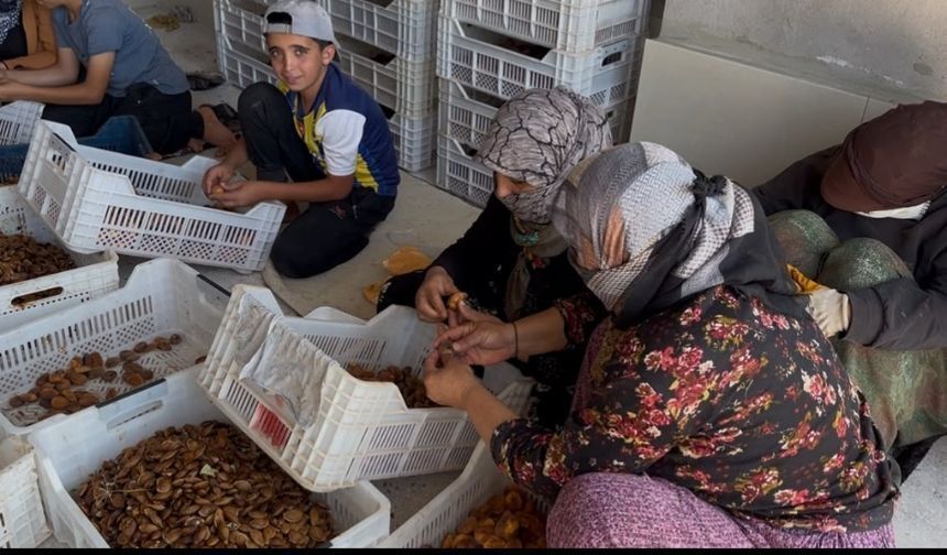 Yeşilyurt’ta kayısı üreticisi sitem etti: “225 liraya ürün satmak, çiftçiyi bitirir”