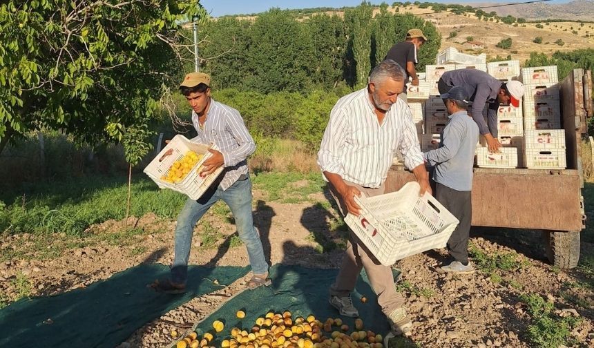 Akçadağ Ziraat Odası Başkanı İnal’dan TMO’ya kayısı çağrısı