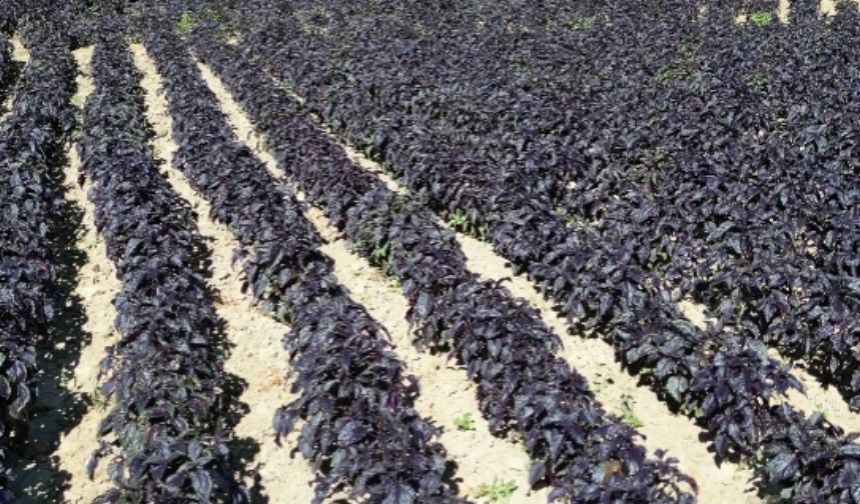 Arapgir’de mor reyhan mesaisi: Emeği de kokusu da özel