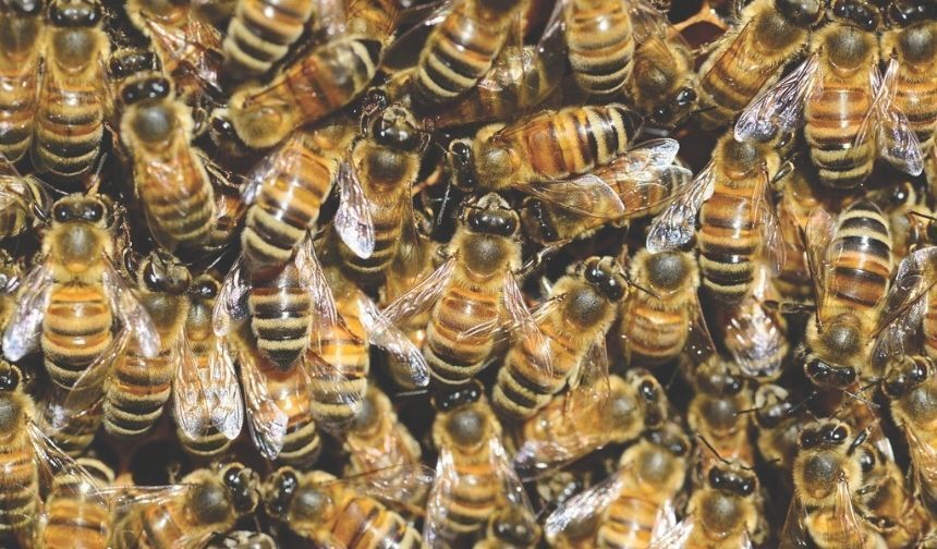 Bir kavanoz bal için 88 bin kilometre: Bal arılarının bilinmeyen dünyası