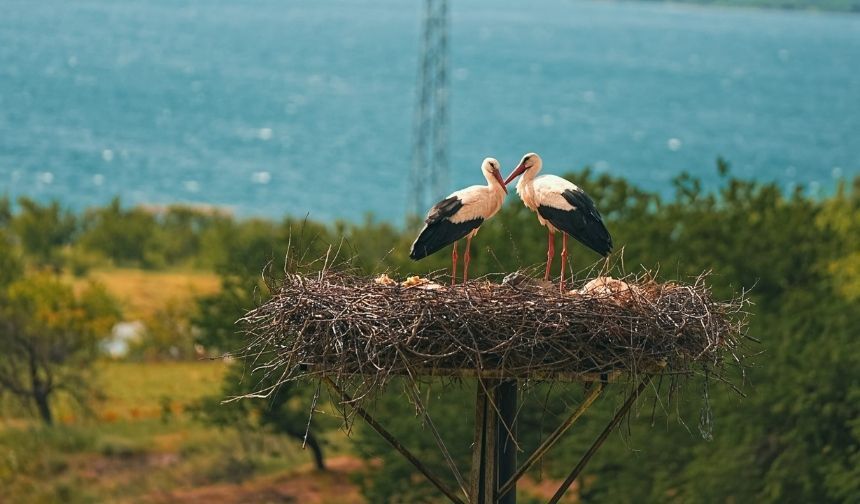Kale’de yıllardır dikkat çeken göç yolculuğu: Leylekler ilçeyi mesken tuttu