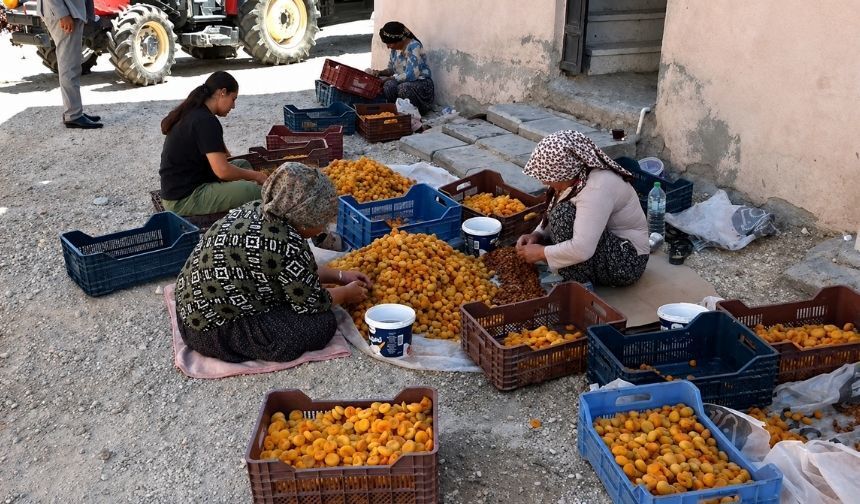 Malatya'da kayısı üreticisi tepkili: “Fiyat maliyetin altında, TMO neyi bekliyor?”