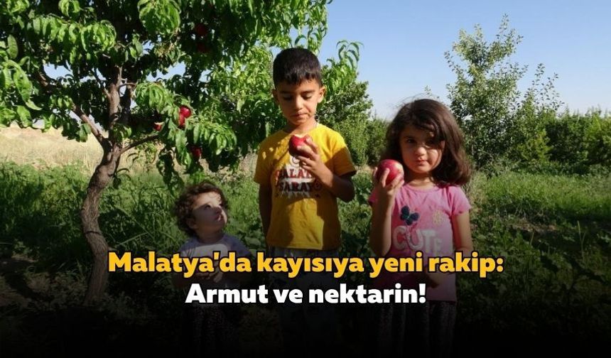 Malatya'da kayısıya yeni rakip: Armut ve nektarin!