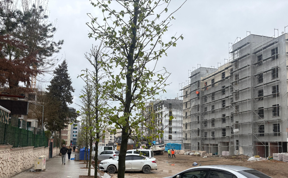 Tepkiler sonuç verdi: Fuzuli Caddesi’nde ağaçlar geri döndü