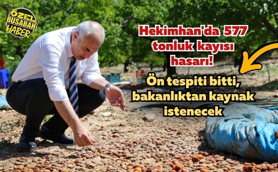 Hekimhan'da 577 tonluk kayısı hasarı! Ön tespiti bitti, bakanlıktan kaynak istenecek