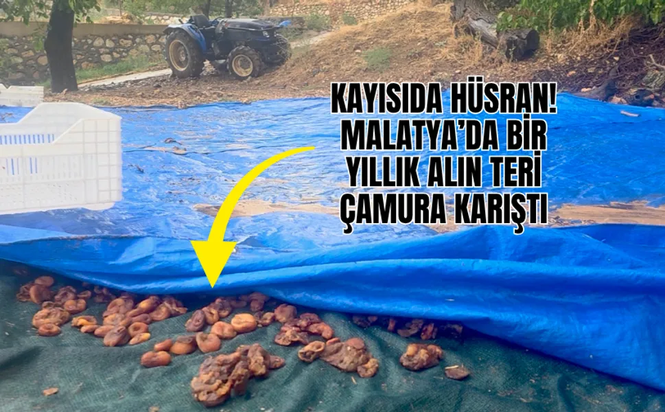 Kayısıda hüsran! Malatya’da bir yıllık alın teri çamura karıştı