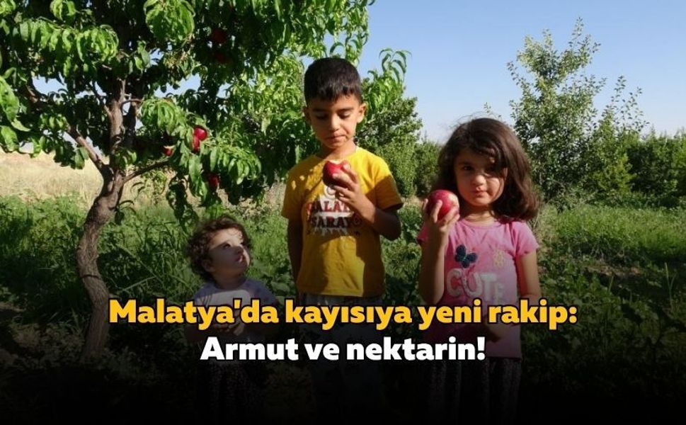 Malatya'da kayısıya yeni rakip: Armut ve nektarin!